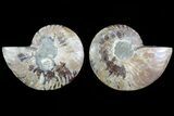 Cut & Polished Ammonite Fossil - Agatized #78385-1